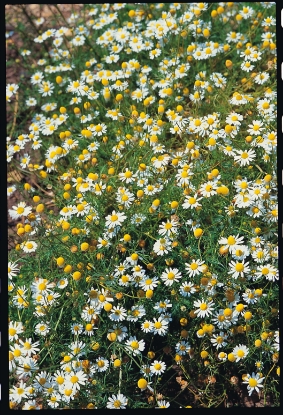 Picture of Wild Chamomile (Matricaria Chamomilla)